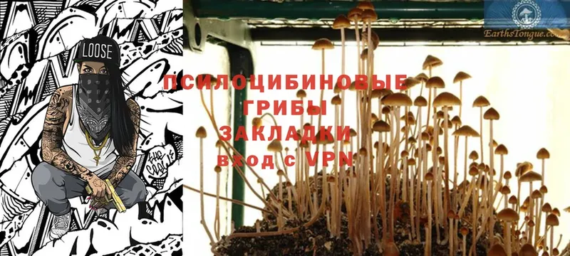 Псилоцибиновые грибы MAGIC MUSHROOMS  наркота  ОМГ ОМГ зеркало  Павловский Посад 